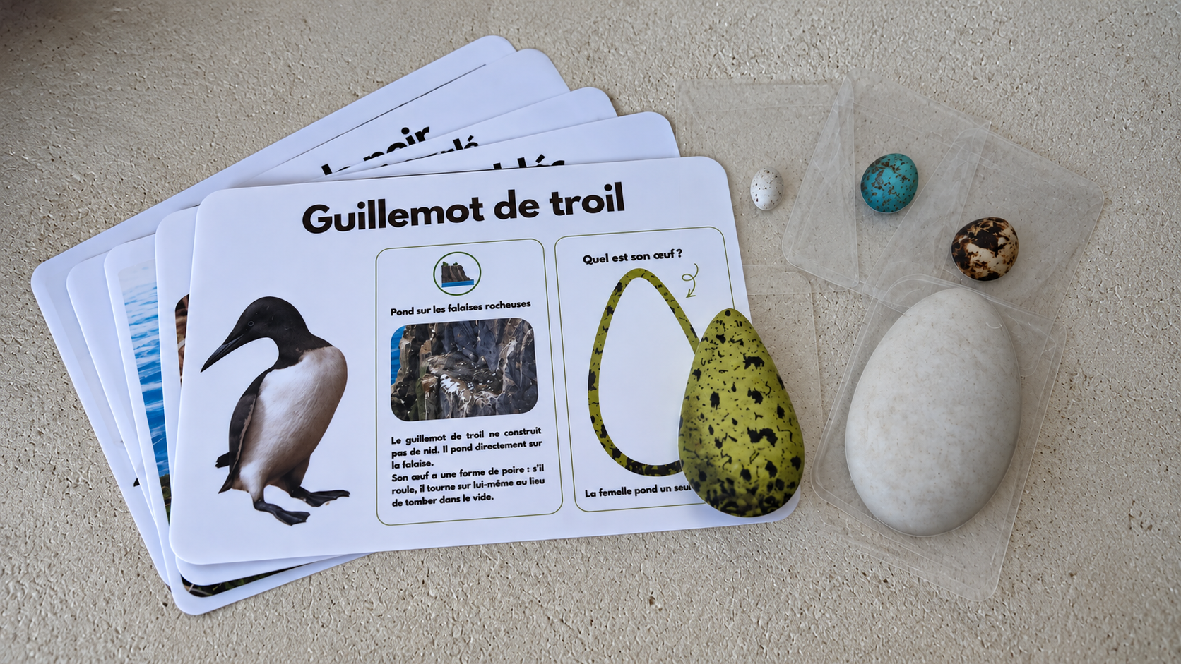 Cartes pédagogiques et œufs des oiseaux